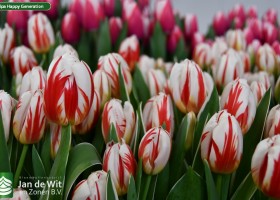 Tulipa Happy Generation ® (2)